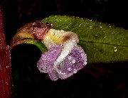 Pedicularis racemosa 20-9783